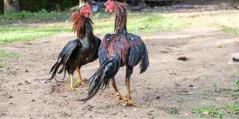 Điểm qua và so sánh cơ hội thắng lớn giữa đá gà C1 và các trò cá cược khác